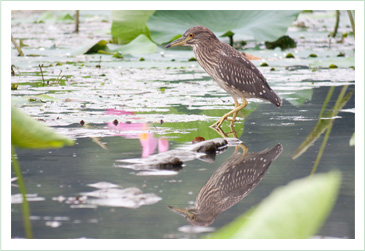 写真：ゴイサギの幼鳥